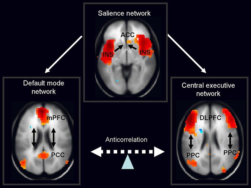 3 Brain Networks
